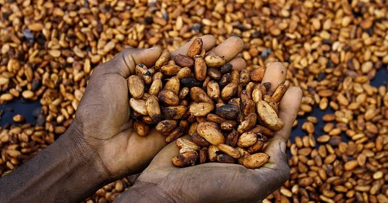 Alt Text: Ghana cocoa farmer working on a cocoa plantation Short options: Cocoa farming in Ghana Ghana farmer harvesting cocoa Cocoa plantation in West Africa Cocoa farmers supporting Ghana’s economy