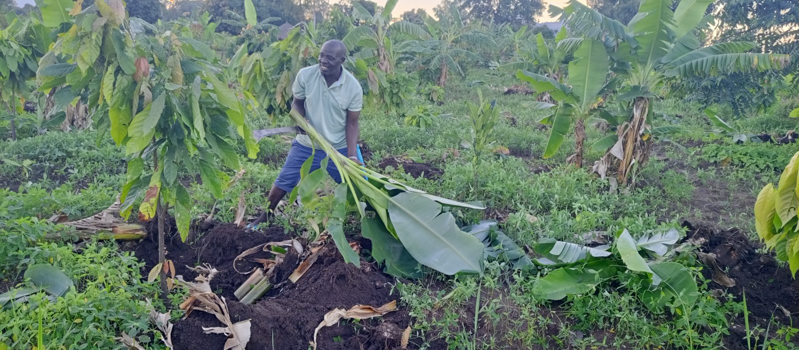 Journalist Osman Draga working in his cocoa plantation, balancing journalism with sustainable farming in West Nile, Uganda.