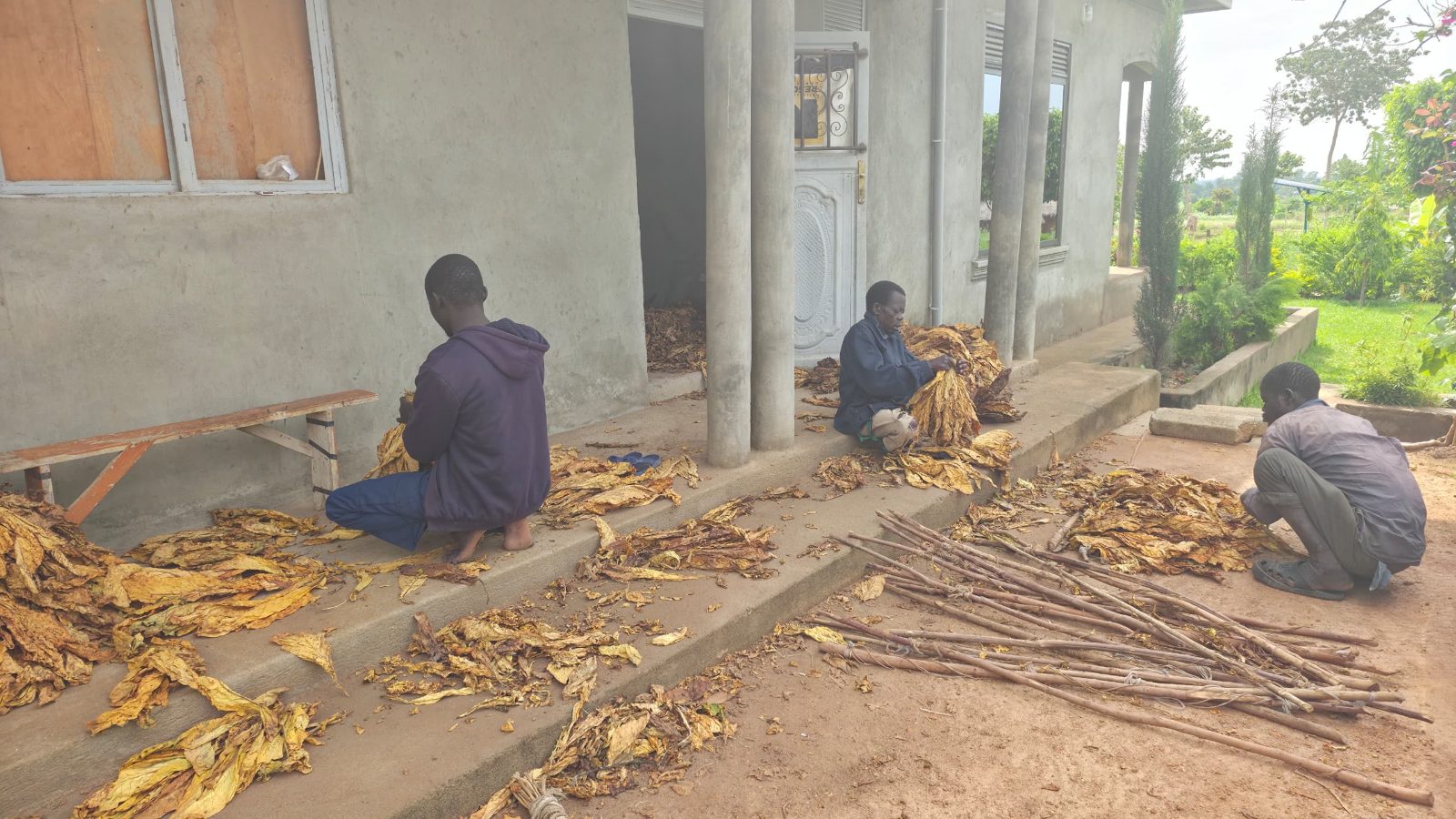 Farm workers sort and grade dried tobacco leaves at a tobacco processing site in Uganda’s West Nile region, reflecting the crop’s former role in the local economy.