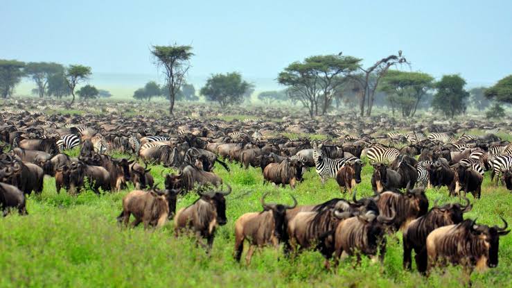 Lions, elephants and other wild animals roaming across the vast grasslands of Tanzania’s Serengeti National Park.