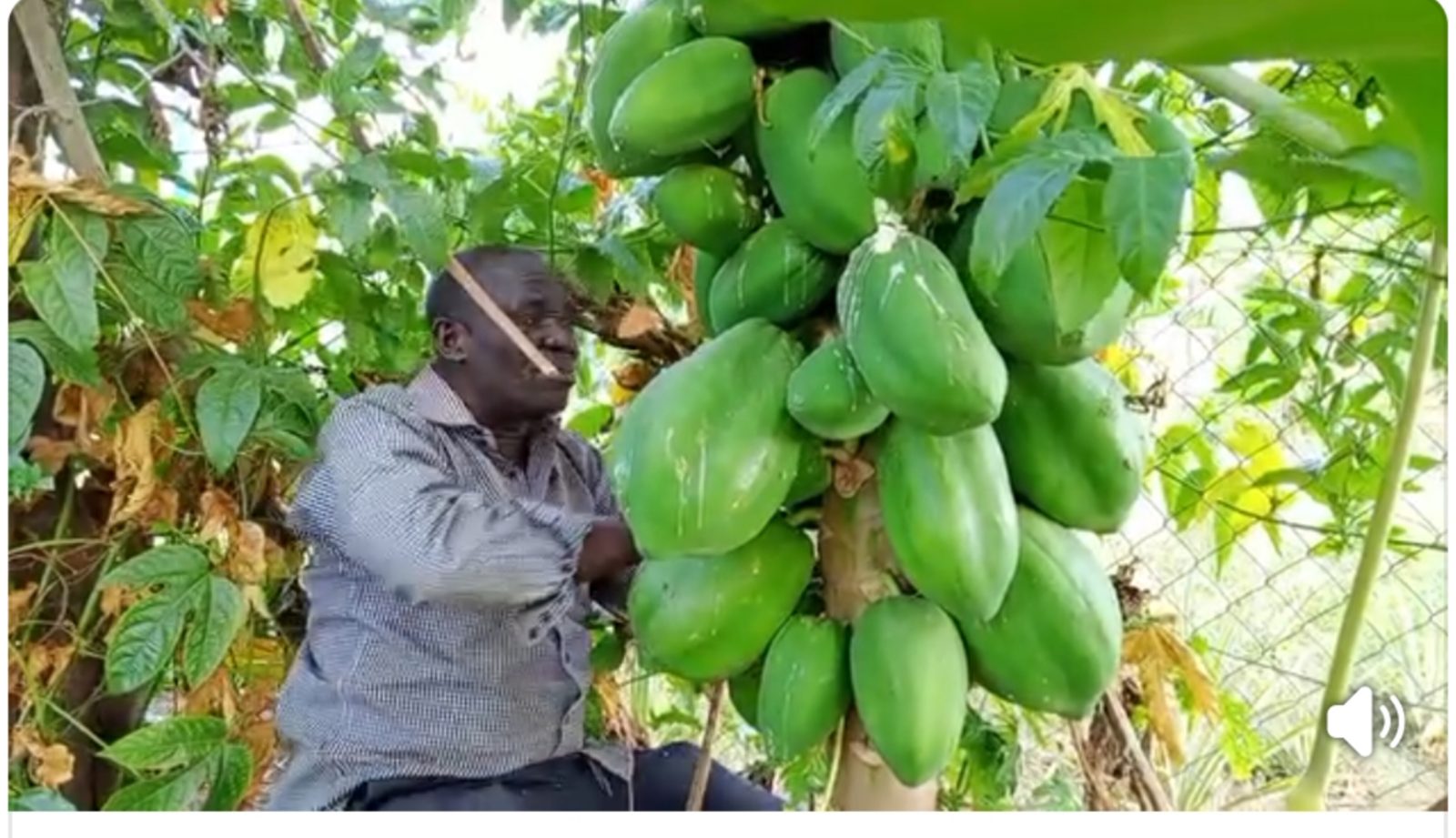West Nile farmers harvesting pawpaw fruits from a commercial plantation in Uganda