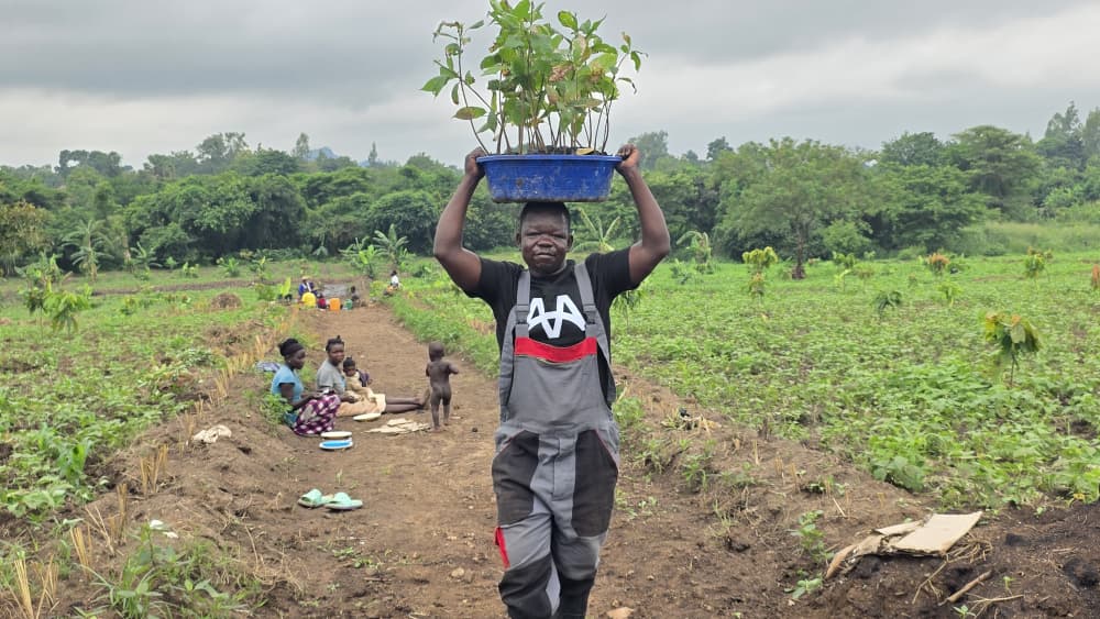 Tabu Sam carries cocoa seedlings on his head to his four-acre plantation in Malandri Village, Yumbe District.