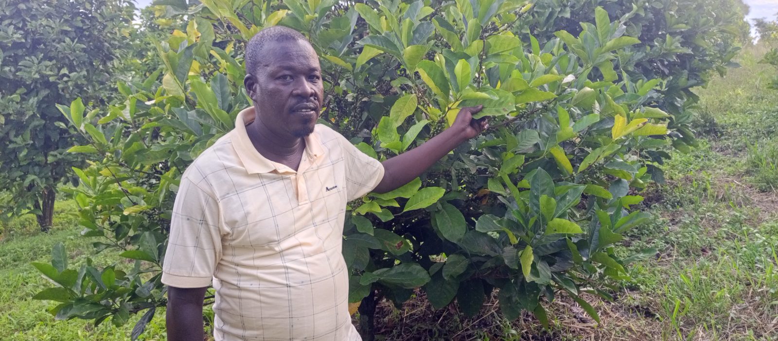 Ariaka Robert standing in his coffee and cocoa farm in Kopu Village, Kuluba Sub-county, Koboko District.