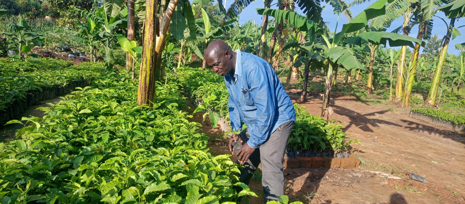Checking the quality of coffee seedlings at Kawanda.