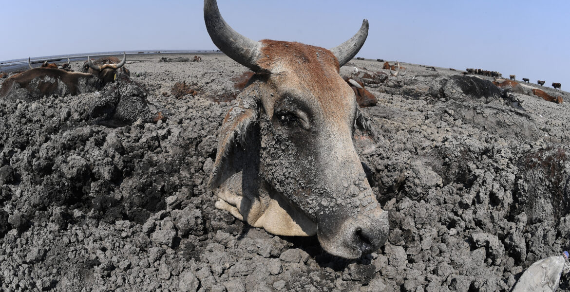 Dry farmland in Botswana showing the impact of drought and climate change.